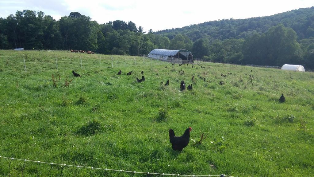pastured poultry