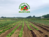 natural earth organic farm