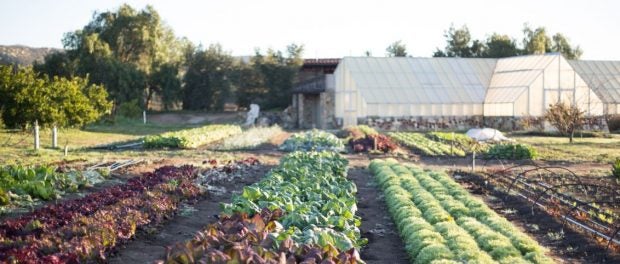 Training in Small Scale Ecological Farming