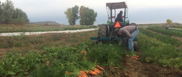 Equipment Vegetable Farm