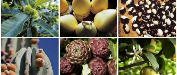 slow food and biodiversity