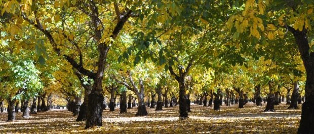 walnut orchard