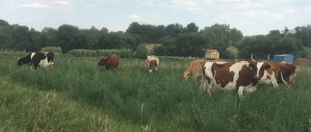 raw milk dairy farm