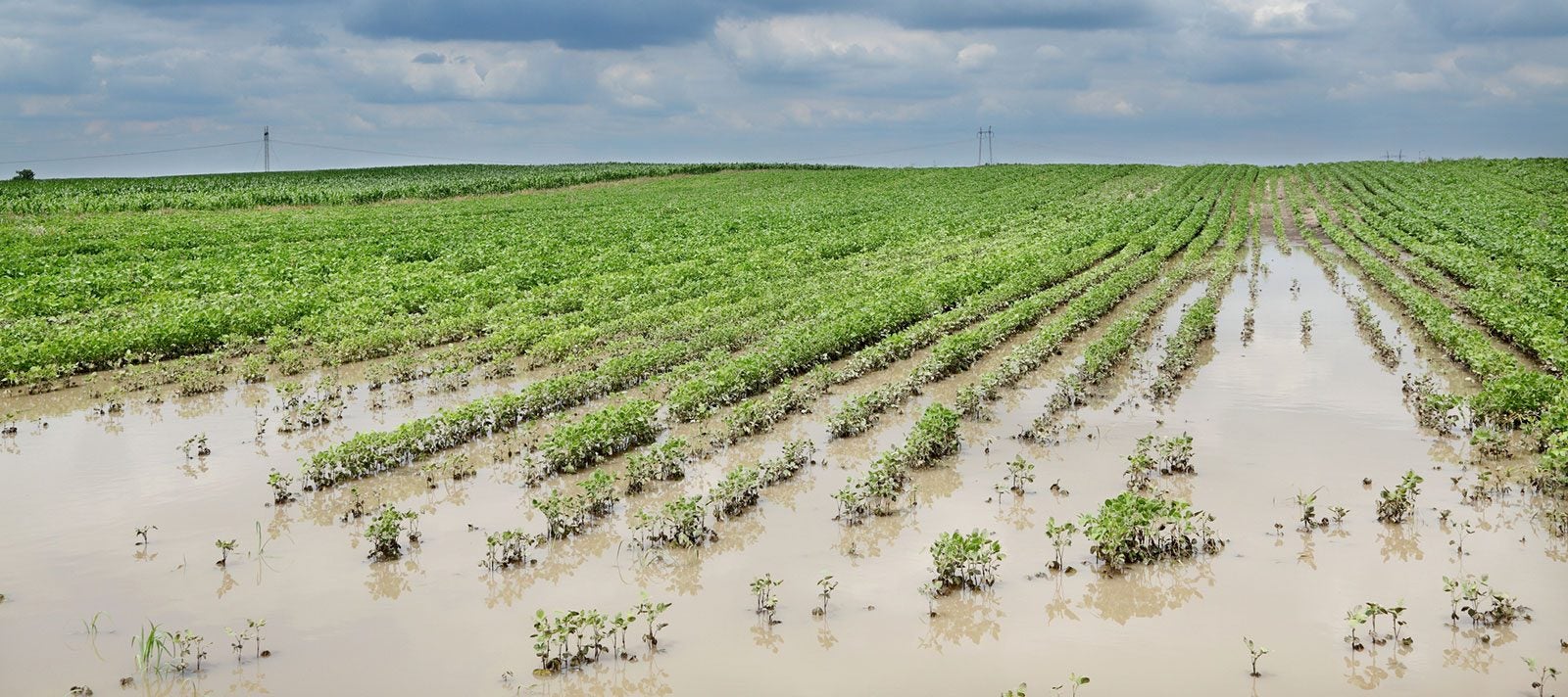 Payments for Farmers Impacted by Natural Disasters