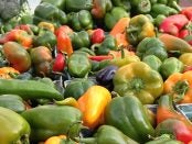 Specialty and Organic Crop Insurance