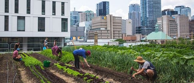 urban agriculture