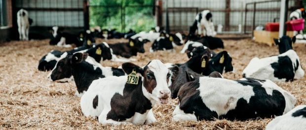 Calf and Heifer Management Online