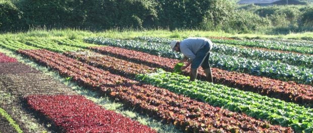 Apprenticeship at Horton Road Organics